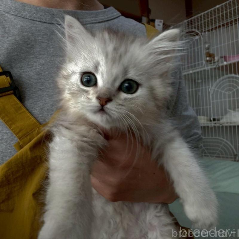 販売中の広島県のミヌエット-135141の12枚目