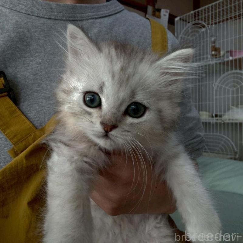 販売中の広島県のミヌエット-135141の11枚目