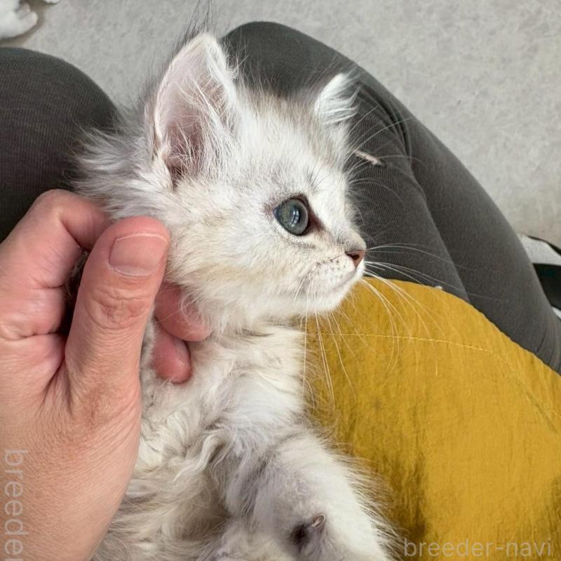 販売中の広島県のミヌエット-135141の10枚目