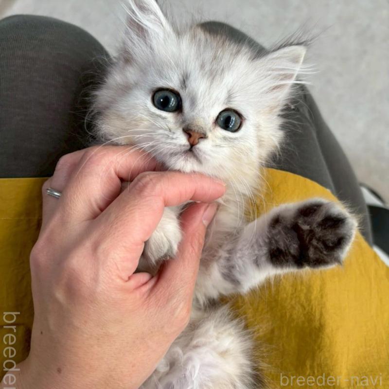 販売中の広島県のミヌエット-135141の8枚目