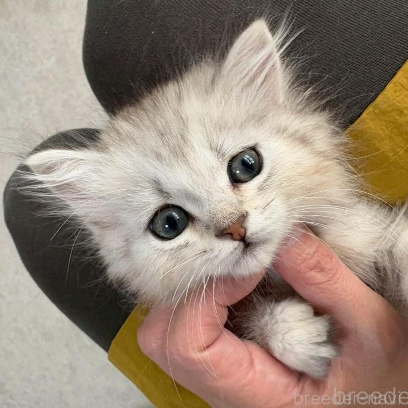 販売中の広島県のミヌエット-135141の7枚目