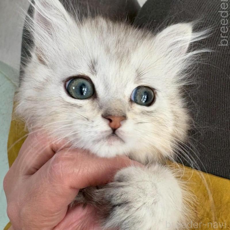 販売中の広島県のミヌエット-135141の6枚目