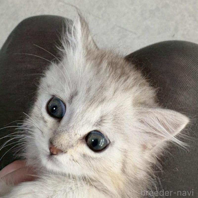 販売中の広島県のミヌエット-135141の5枚目