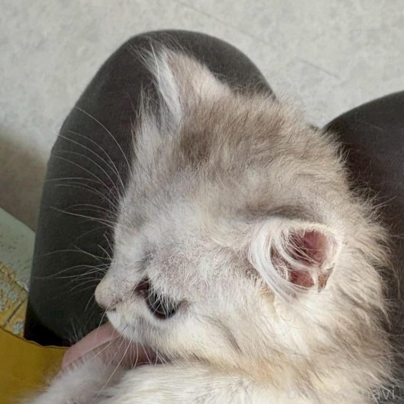 販売中の広島県のミヌエット-135141の4枚目