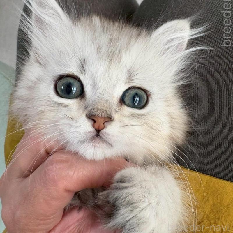 販売中の広島県のミヌエット-135141の3枚目