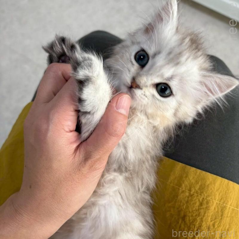 販売中の広島県のミヌエット-135141の2枚目