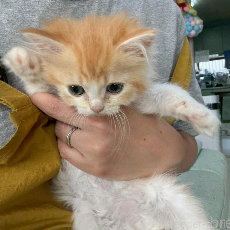 販売中の広島県のミヌエット-135142の12枚目