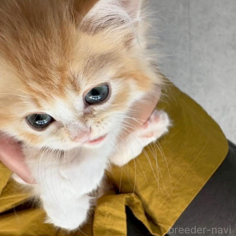 販売中の広島県のミヌエット-135142の11枚目