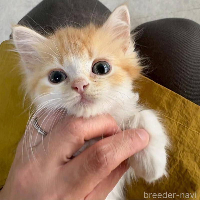 販売中の広島県のミヌエット-135142の10枚目