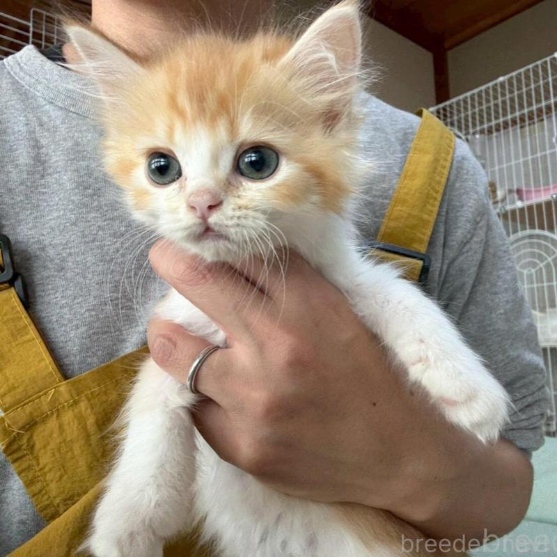 販売中の広島県のミヌエット-135142の9枚目