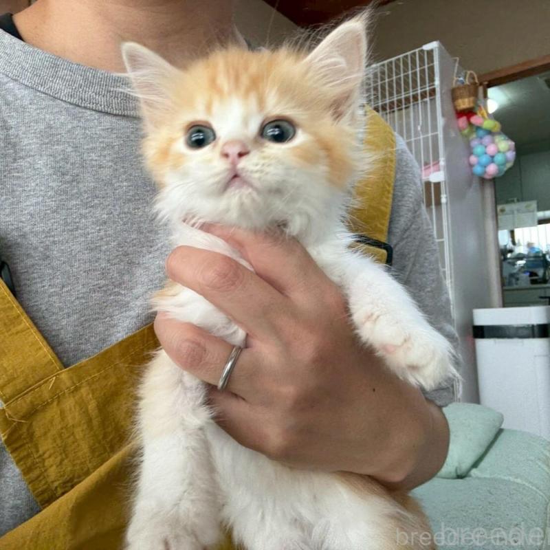 販売中の広島県のミヌエット-135142の8枚目