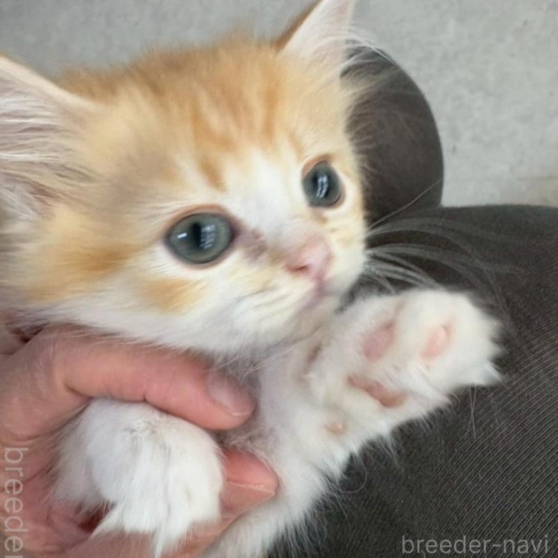 販売中の広島県のミヌエット-135142の7枚目