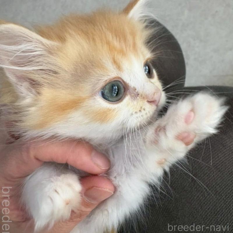 販売中の広島県のミヌエット-135142の6枚目