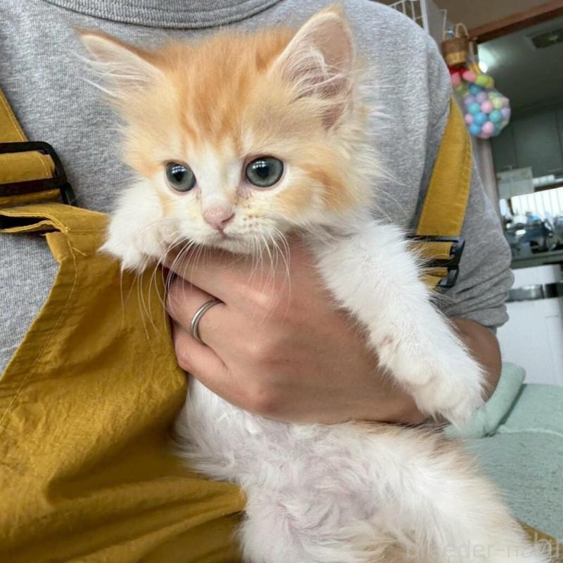 販売中の広島県のミヌエット-135142の5枚目