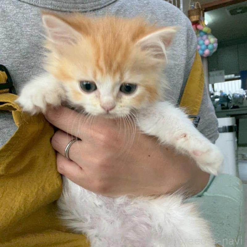 販売中の広島県のミヌエット-135142の4枚目