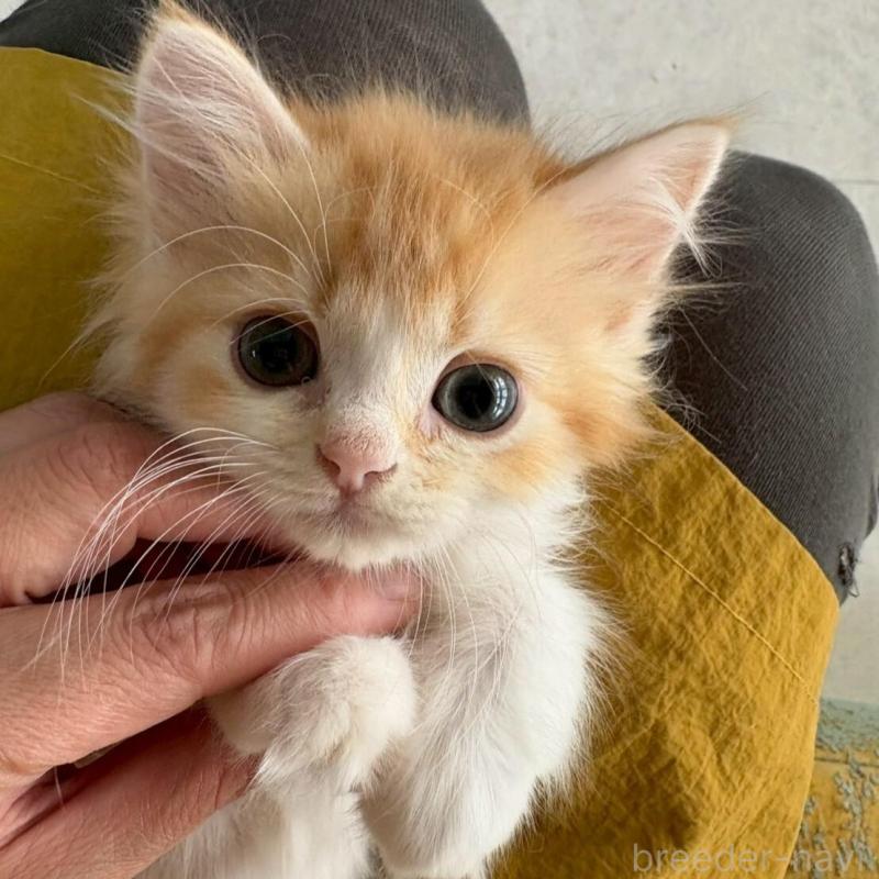 販売中の広島県のミヌエット-135142