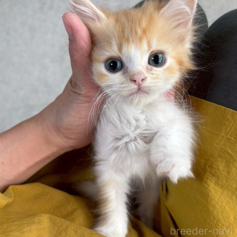 販売中の広島県のミヌエット-135142の3枚目