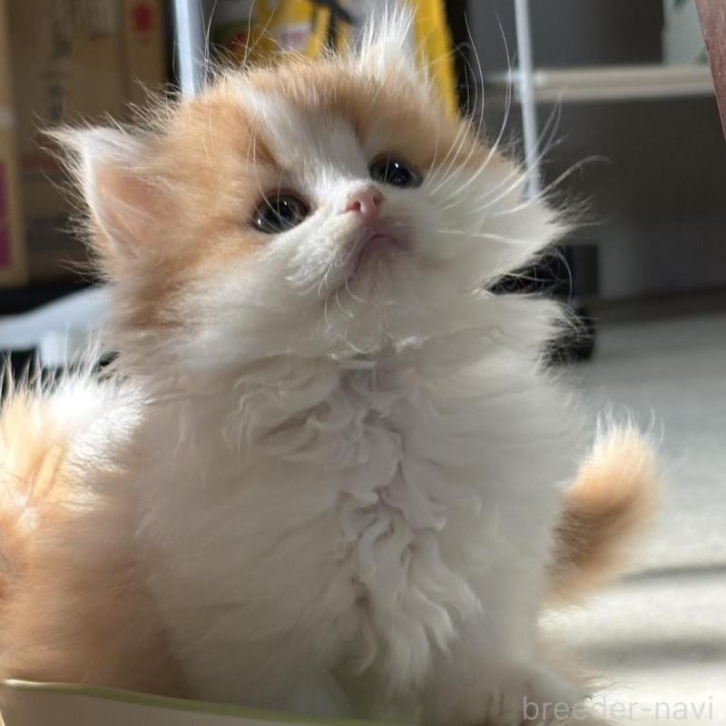 販売中の広島県のミヌエット-135143