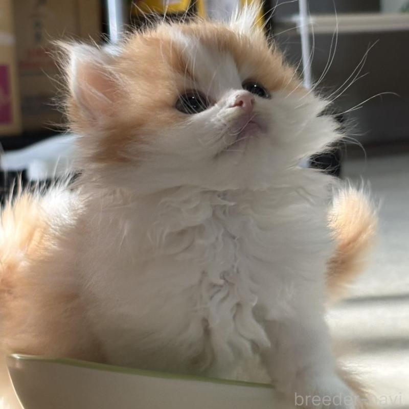 販売中の広島県のミヌエット-135143の15枚目