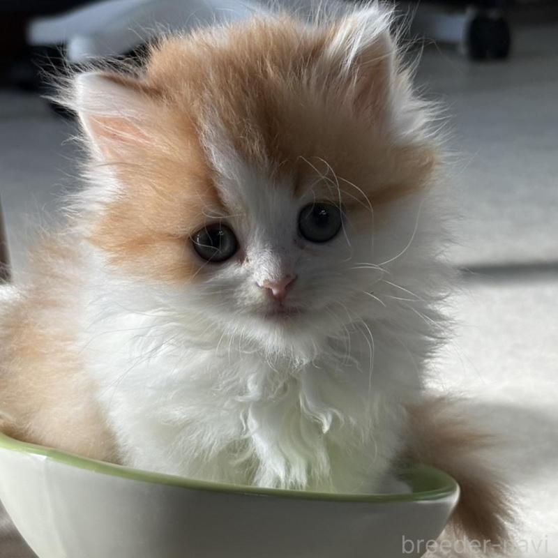 販売中の広島県のミヌエット-135143の14枚目