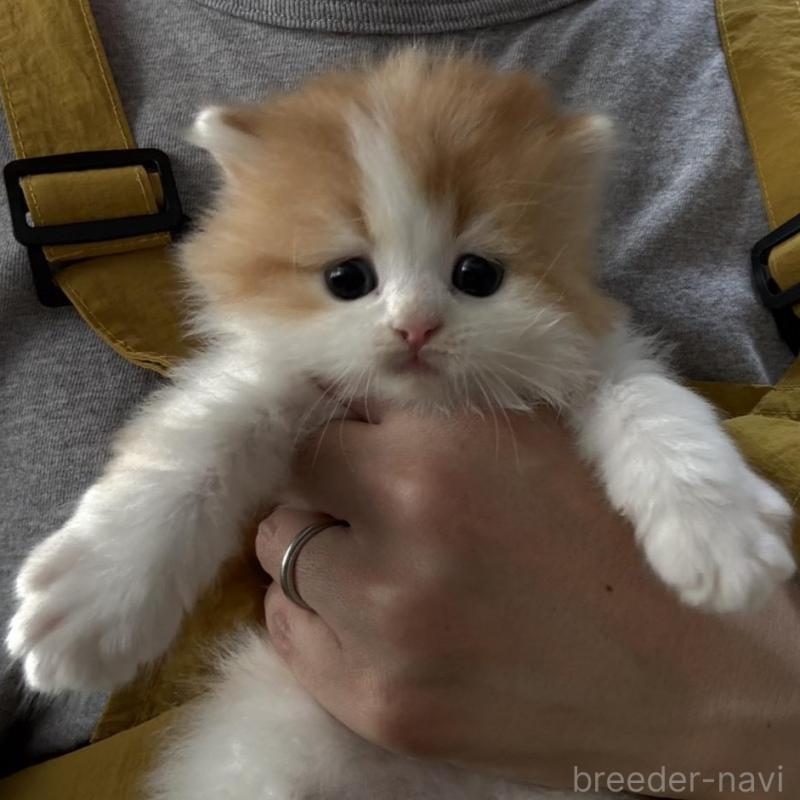 販売中の広島県のミヌエット-135143の13枚目