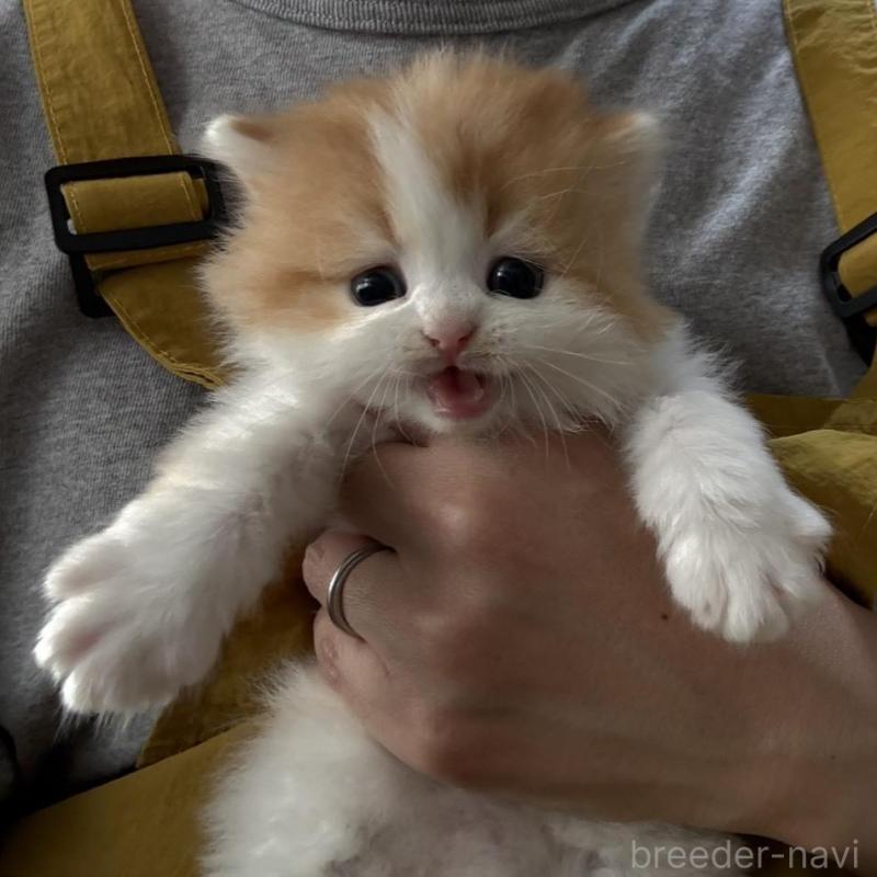 販売中の広島県のミヌエット-135143の12枚目