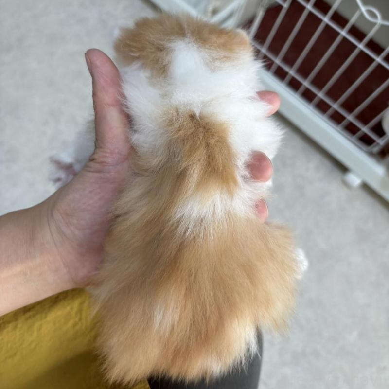 販売中の広島県のミヌエット-135143の11枚目