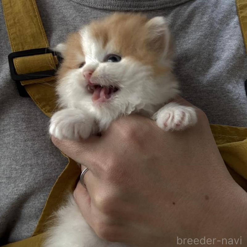 販売中の広島県のミヌエット-135143の10枚目