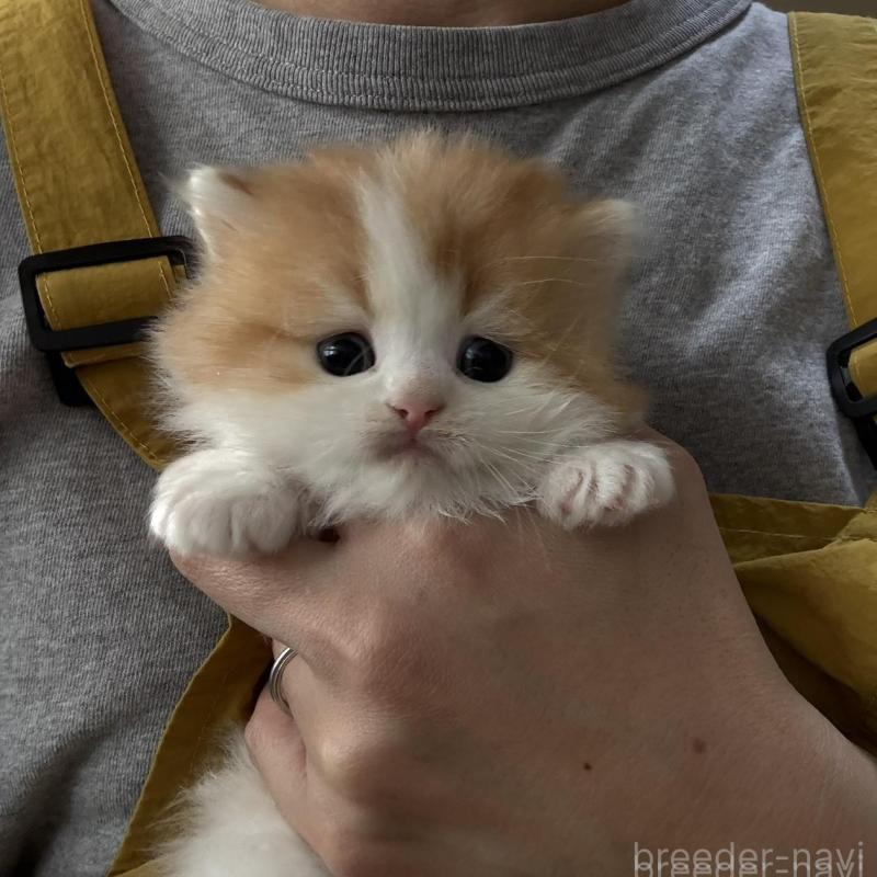 販売中の広島県のミヌエット-135143の9枚目