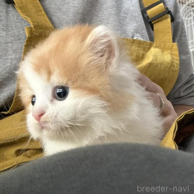 販売中の広島県のミヌエット-135143の8枚目