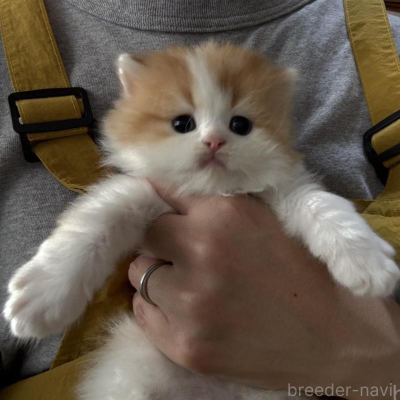 販売中の広島県のミヌエット-135143の7枚目