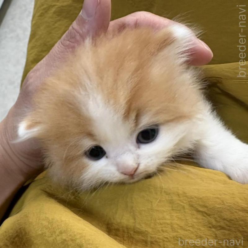 販売中の広島県のミヌエット-135143の6枚目