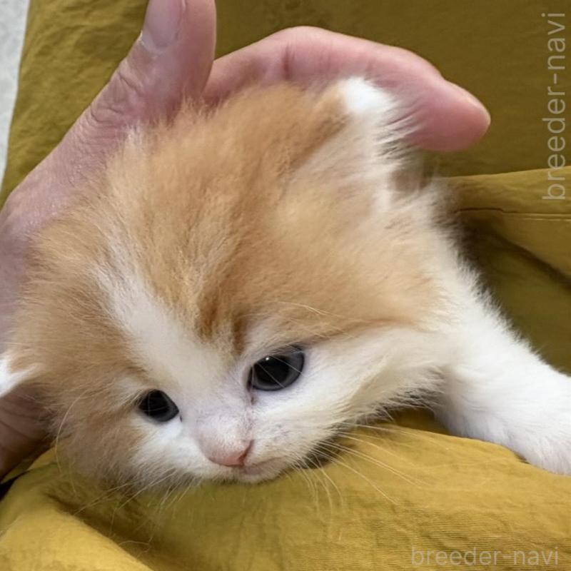 販売中の広島県のミヌエット-135143の5枚目