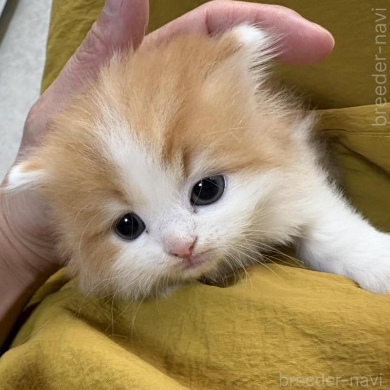 販売中の広島県のミヌエット-135143の4枚目