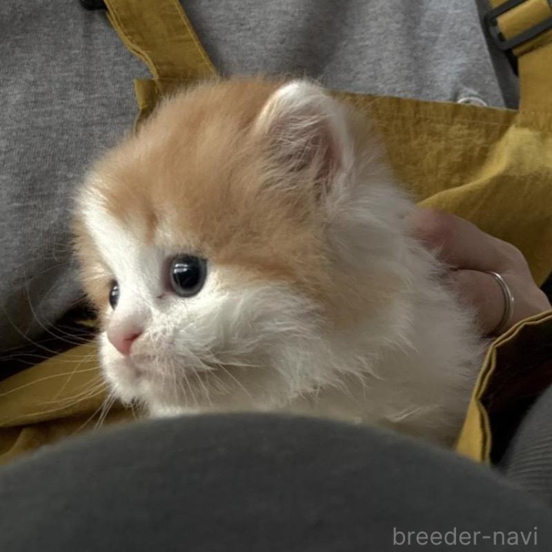 販売中の広島県のミヌエット-135143の3枚目