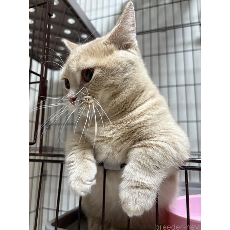 成約済の愛知県のミヌエット-129916の5枚目