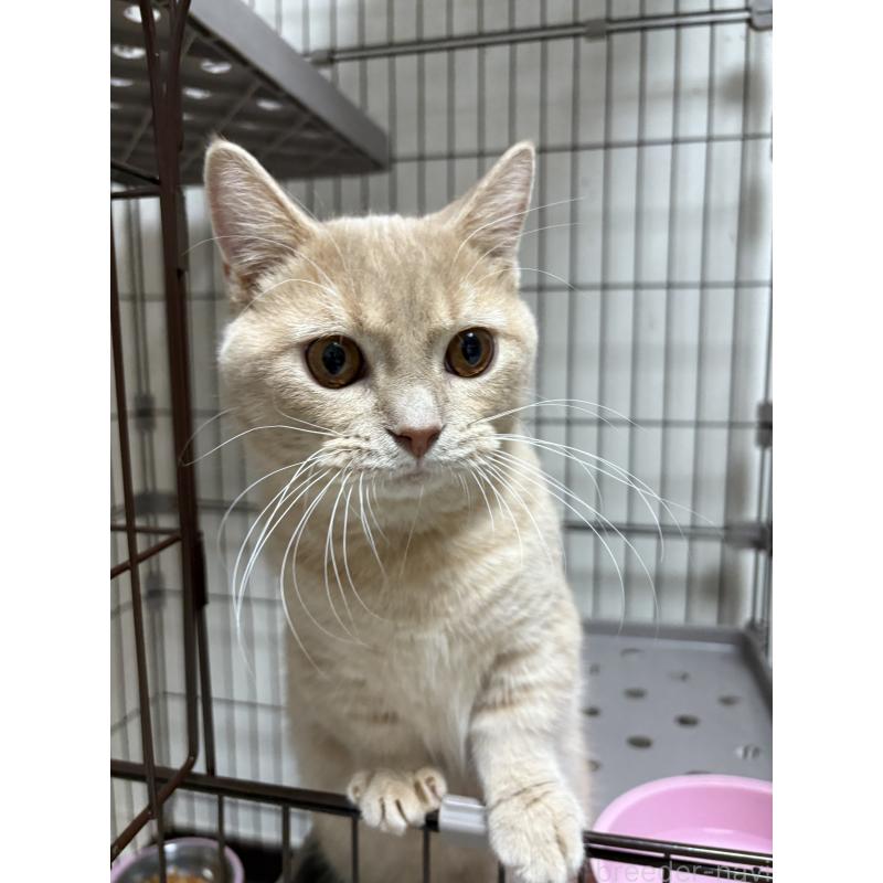 成約済の愛知県のミヌエット-129916の4枚目