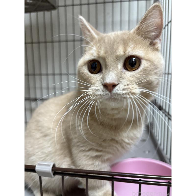 成約済の愛知県のミヌエット-129916の3枚目