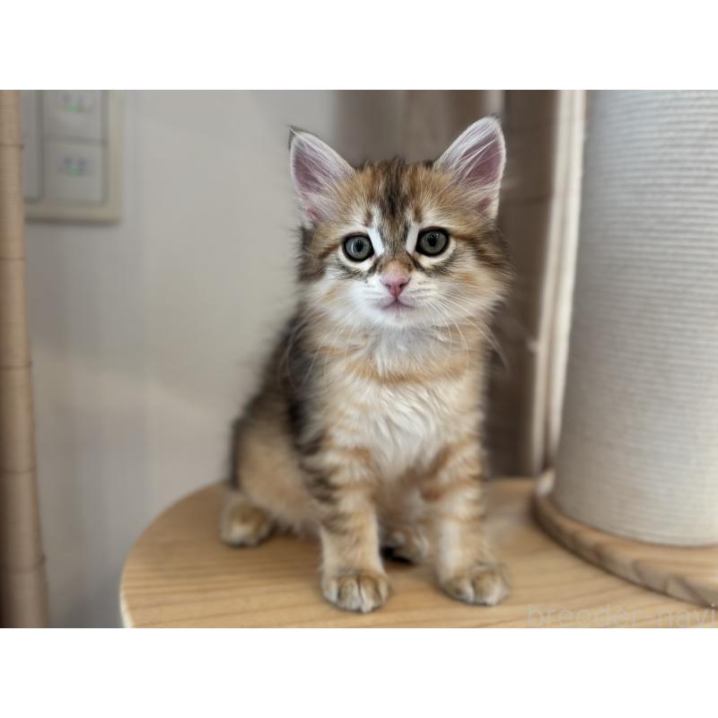 販売中の徳島県のサイベリアン-133805の4枚目