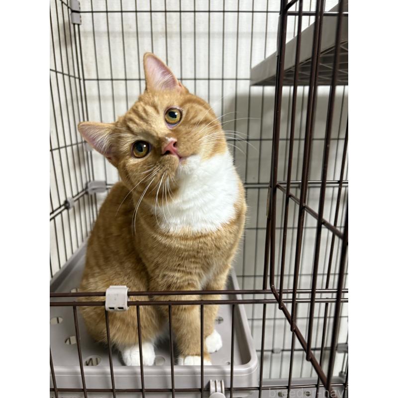 成約済の愛知県のミヌエット-130501の6枚目