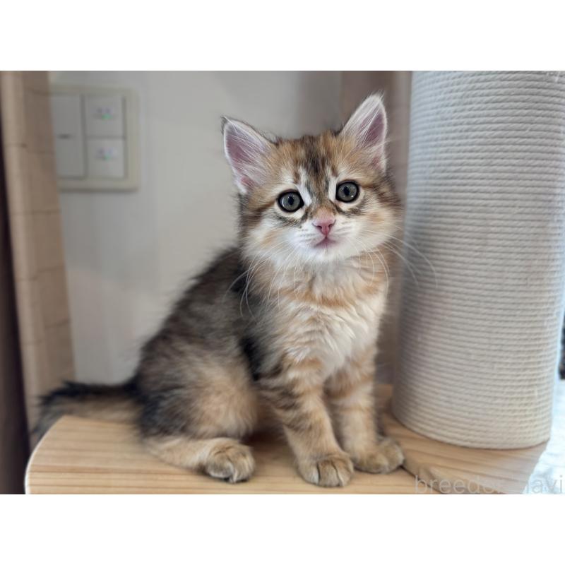 販売中の徳島県のサイベリアン-133805の3枚目