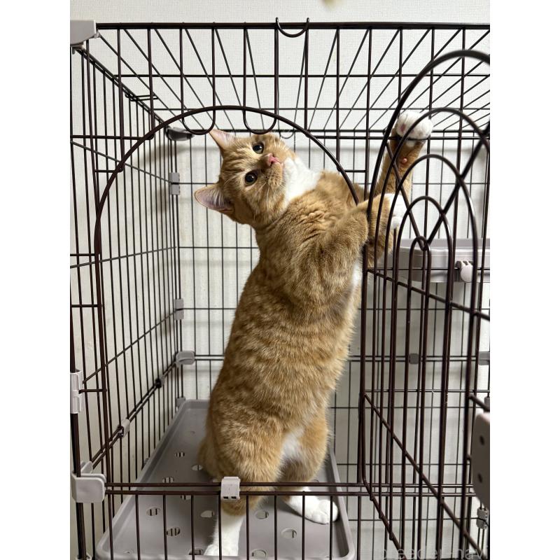 成約済の愛知県のミヌエット-130501の3枚目