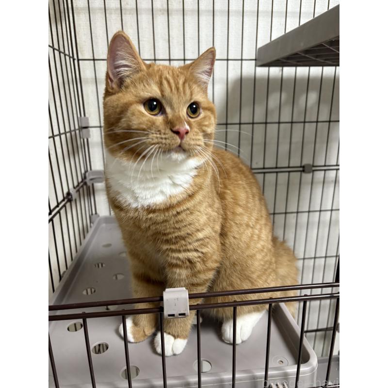 成約済の愛知県のミヌエット-130501の2枚目