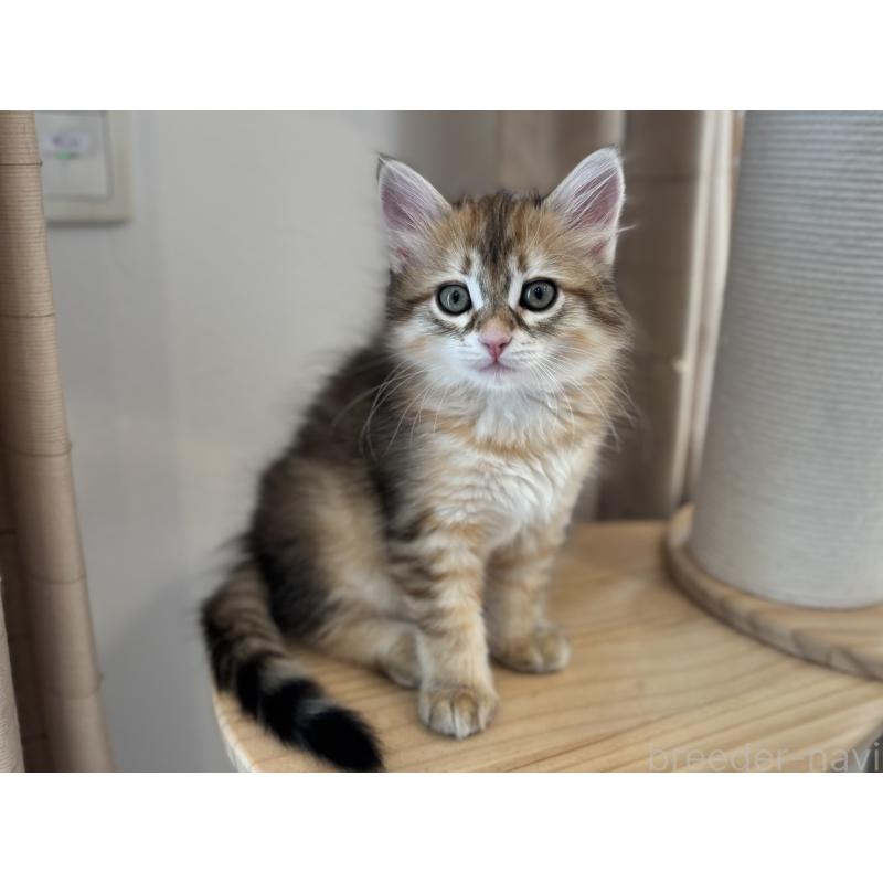 販売中の徳島県のサイベリアン-133805の2枚目