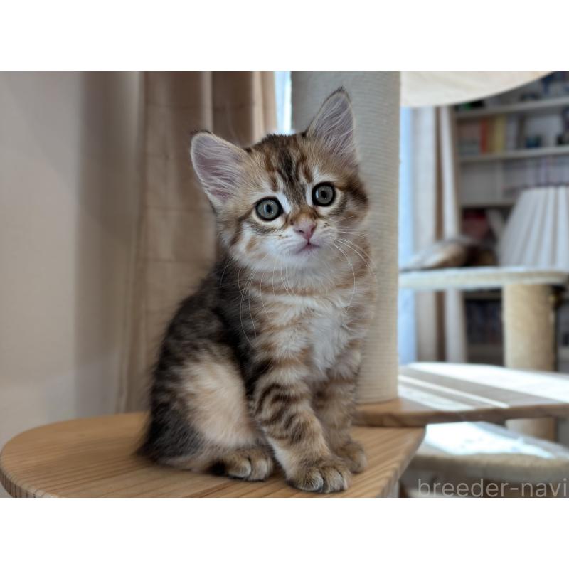 販売中の徳島県のサイベリアン-133802の5枚目