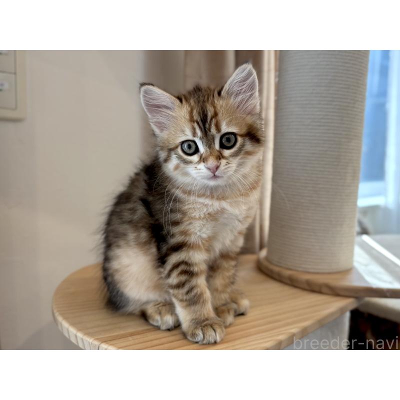 販売中の徳島県のサイベリアン-133802の4枚目