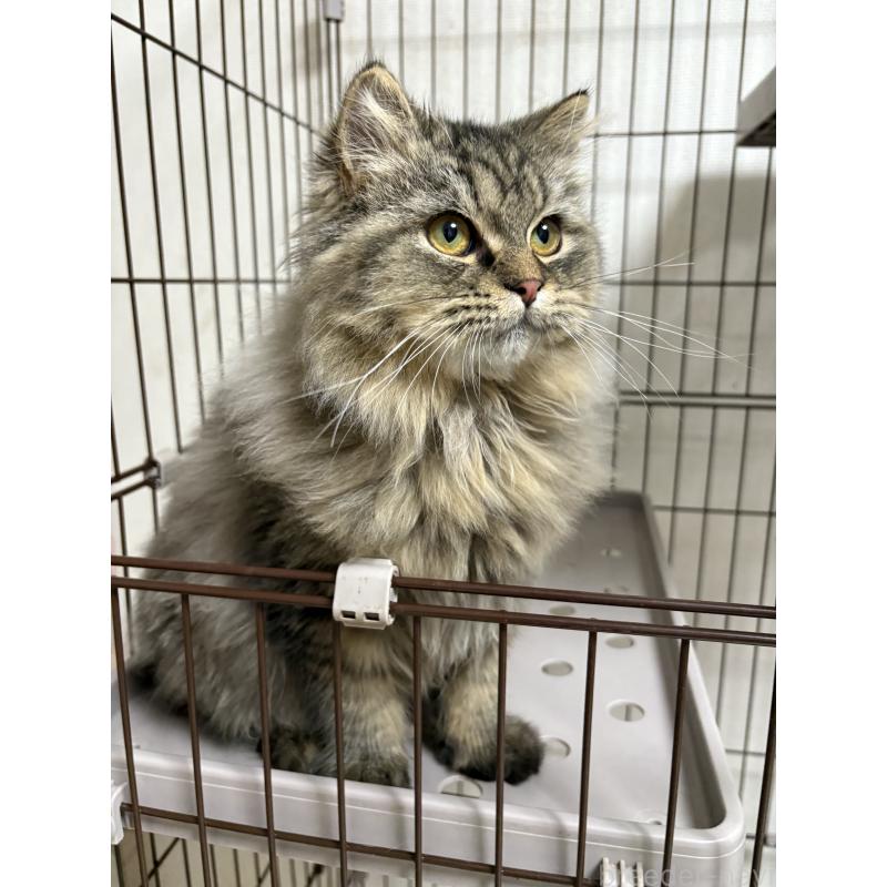 成約済の愛知県のミヌエット-130495の5枚目