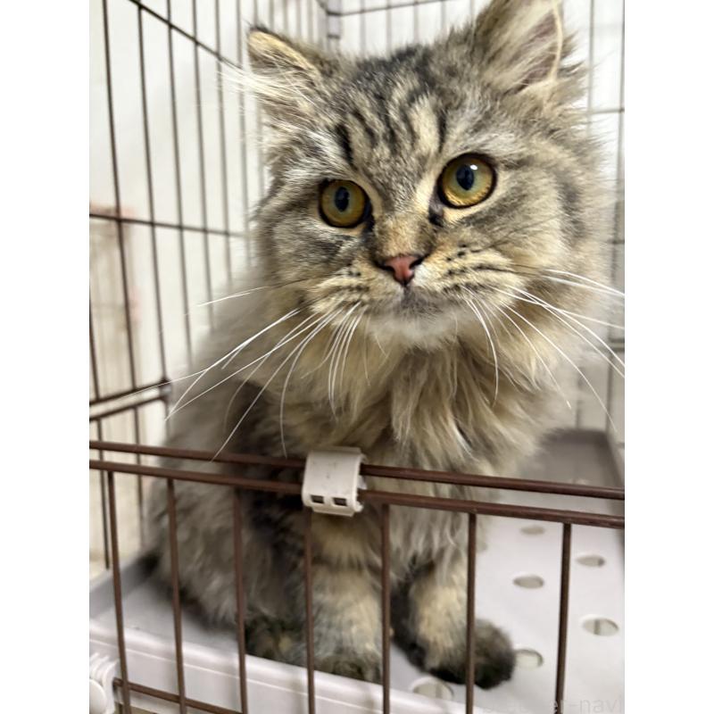 成約済の愛知県のミヌエット-130495の4枚目