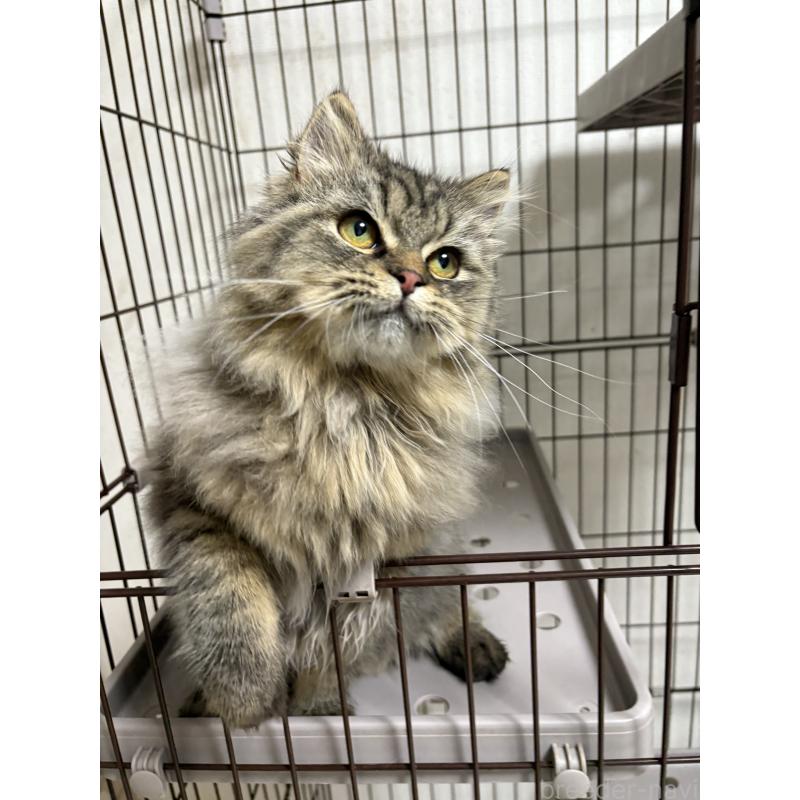 成約済の愛知県のミヌエット-130495の3枚目