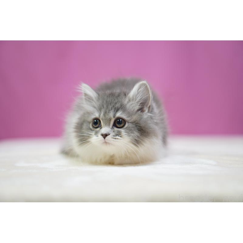 販売中の埼玉県のスコティッシュストレート-132990の6枚目